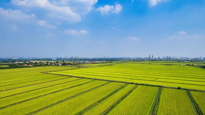 果蔬配送报价单填写规范解析**