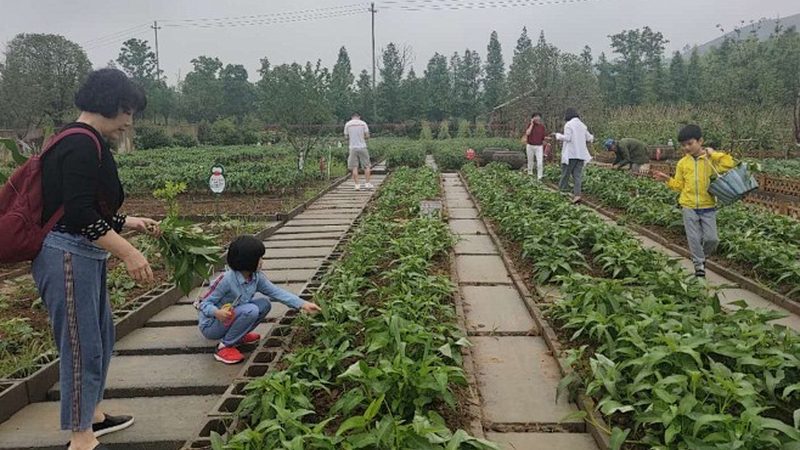 山东种粮大户的土地流转账本：价格波动背后藏着什么