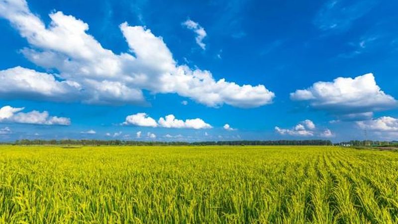 智慧农业无人机植保：未来农业的空中力量
