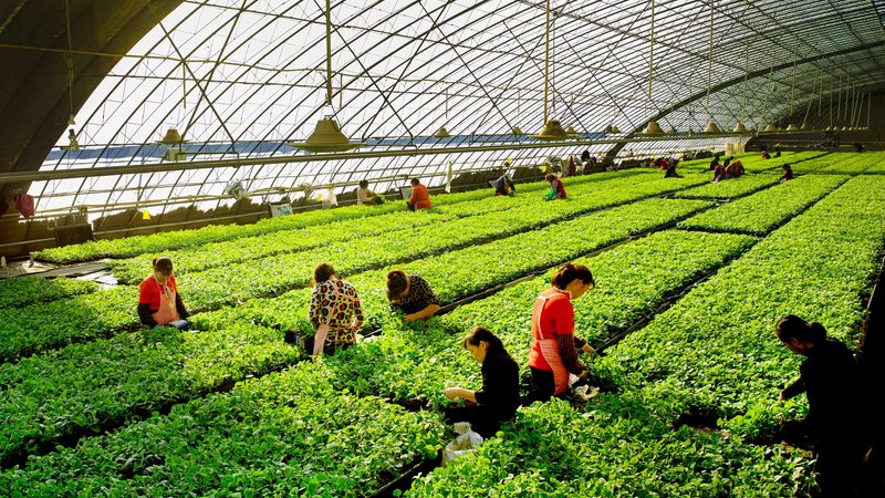 农产品批发市场进货分类指南：如何高效选择优质产品**