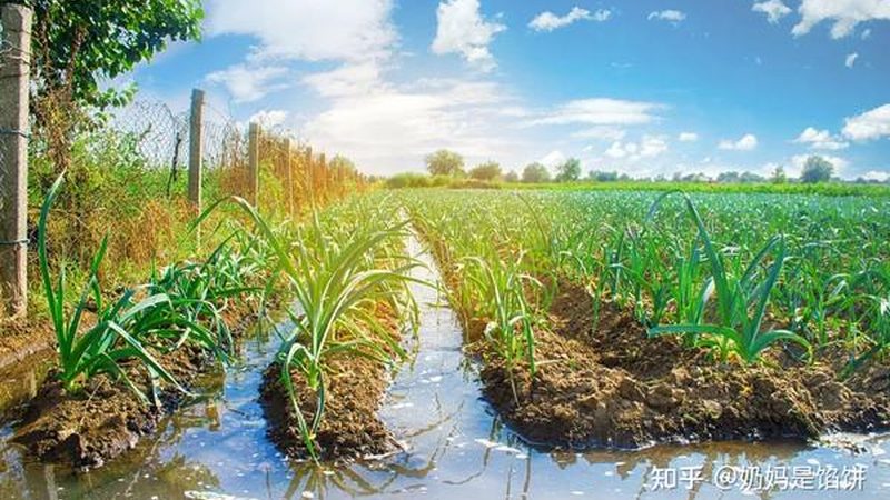 合作社联农带农机制：构建现代农业发展新格局