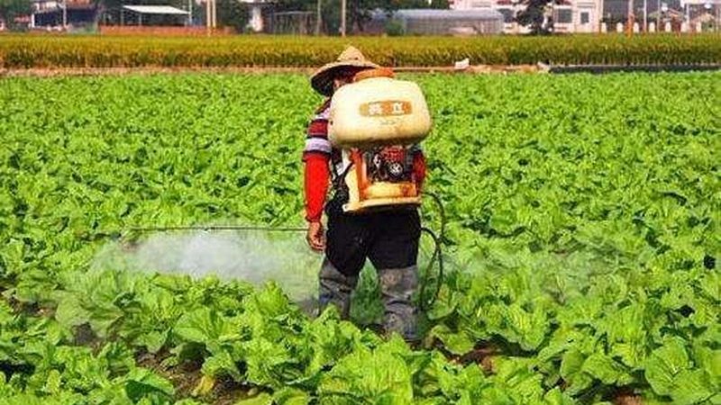 蔬菜专业合作社的成立标准：哪些条件是关键？**