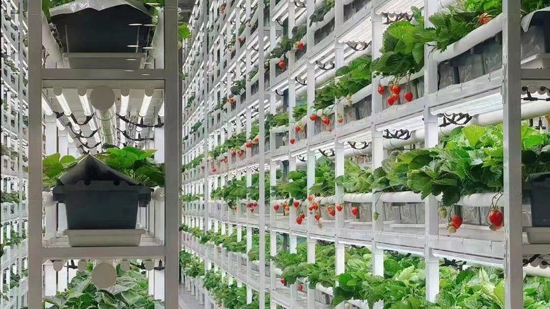 有机蔬菜大棚建设成本：如何精准预算与规划**